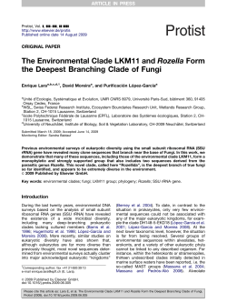 The Environmental Clade LKM11 and Rozella Form the