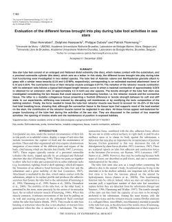 Evaluation of the different forces brought into play during tube foot