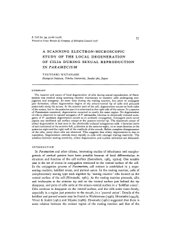 a scanning electron-microscopic study of the local degeneration of