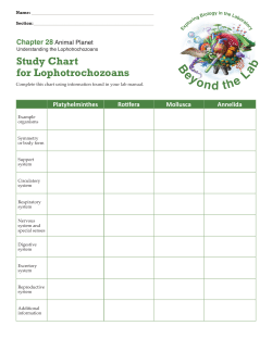 Study Chart for Lophotrochozoans