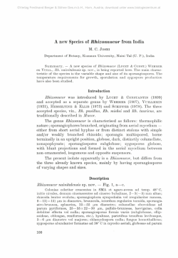 A new Species of Rhizomucor from India