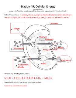 Station #9: Cellular Energy