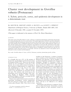 Cluster root development in Grevillea robusta (Proteaceae)