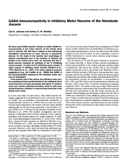 GABA-lmmunoreactivity in Inhibitory Motor Neurons of the Nematode