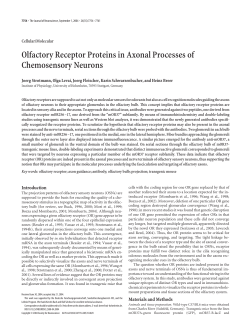 Olfactory Receptor Proteins in Axonal Processes