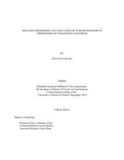 MELANIN-INDEPENDENT ACCUMULATION OF TURGOR