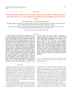 Fenestration nodes in shrimp myelinated fibres