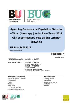 Spawning Success and Population Structure of Shad (Alosa spp.) in