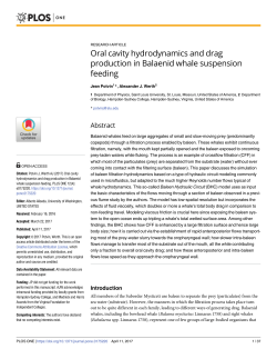 Oral cavity hydrodynamics and drag production in Balaenid whale