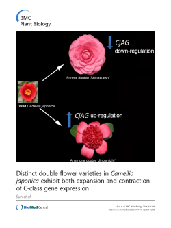 Distinct double flower varieties in Camellia japonica exhibit both