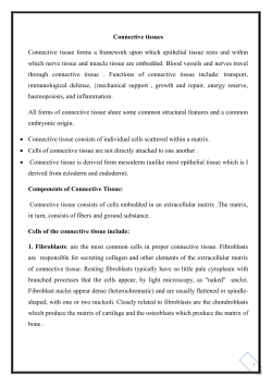 Connective tissues Connective tissue forms a framework upon