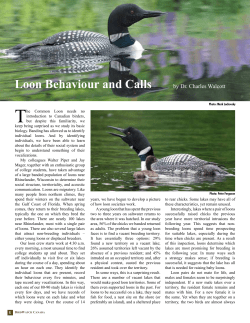 Loon Behaviour and Calls
