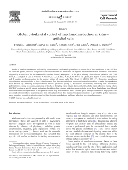Global cytoskeletal control of mechanotransduction in kidney