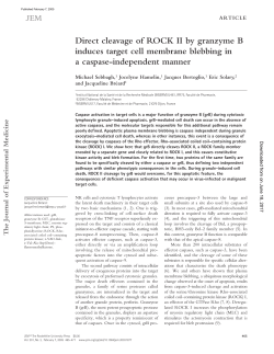 Direct cleavage of ROCK II by granzyme B induces target cell