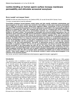 Lectins binding on human sperm surface increase membrane