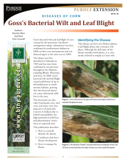 Goss`s Bacterial Wilt and Head Blight