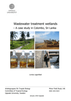 Wastewater treatment wetlands