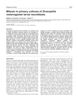 Mitosis in Drosophila neuroblasts - Journal of Cell Science