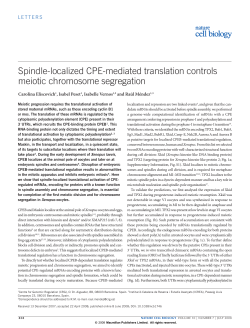spindle-localized CPe-mediated translation controls meiotic