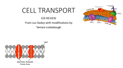 cell transport - Moore Public Schools