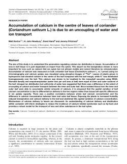 Accumulation of calcium in the centre of leaves of coriander