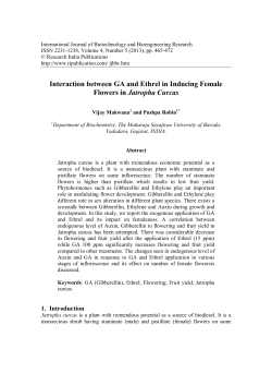 Interaction between GA and Ethrel in Inducing Female Flowers in