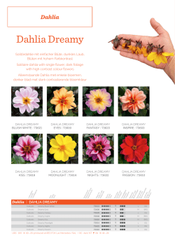 Dahlia Dreamy