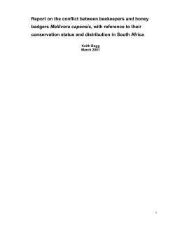 Report on the conflict between beekeepers and honey badgers