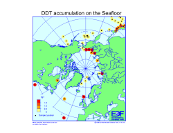 DDT accumulation on the Seafloor
