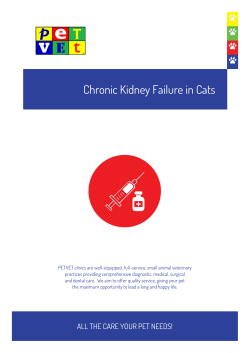 Chronic Kidney Failure in Cats