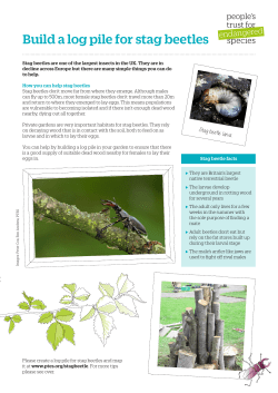Build a log pile for stag beetles - People`s Trust for Endangered