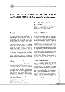 Anatomical studies on the trachea in Japanese quail