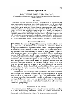375 Amoeba taylorae n.sp. By CATHERINE HAYES, SND, B.Sc, PH.D.