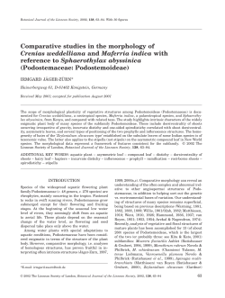 Comparative studies in the morphology of Crenias weddelliana and