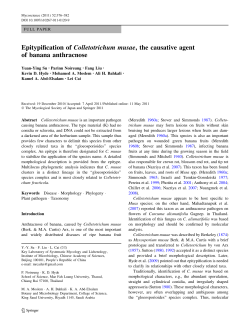 Epitypification of Colletotrichum musae, the