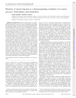 Plasticity of muscle function in a thermoregulating - AJP