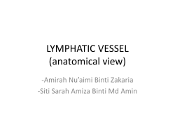 lymph vessel - UMK CARNIVORES 3