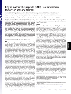 C-type natriuretic peptide (CNP) is a bifurcation factor for sensory
