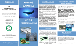 marine mammals - Government of the Virgin Islands