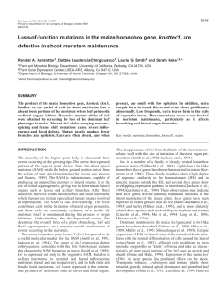 Loss-of-function mutations in the maize homeobox