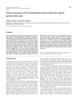 Ectopic expression of the Drosophila Bam protein