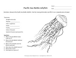 Taxonomy: Kingdom: Animalia Phylum: Class: Scyphozoa Order