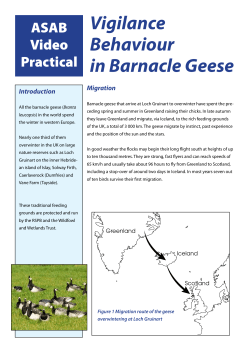Vigilance Behaviour in Barnacle Geese Introduction