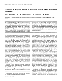 Expression of potyvirus proteins in insect cells infected with a