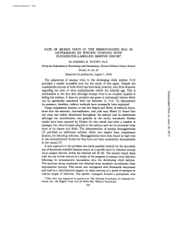 FLUORESCEIN-LABELLED IMMUNE SERUM