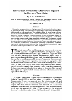 Histochemical Observations on the Cortical Region of the Oocytes of