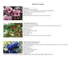 Plum Tree Varieties