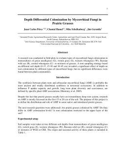Depth Differential Colonization by Mycorrhizal Fungi in Prairie Grasses
