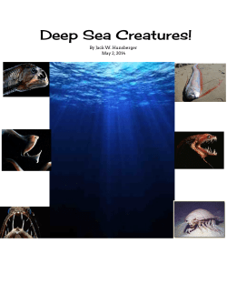 Deep Sea Creatures!