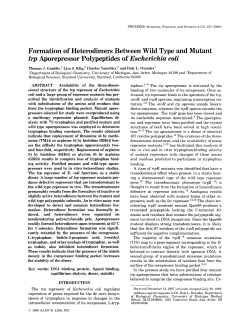 Formation of Heterodimers Between Wild Type